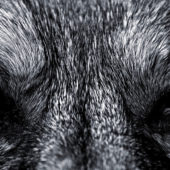 wolf-eyes-wallpaper