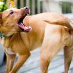Почему собаки виляют хвостом?