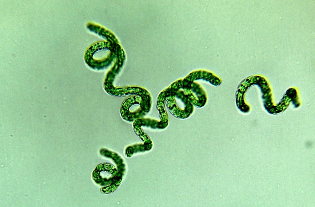 algae0