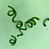 algae0