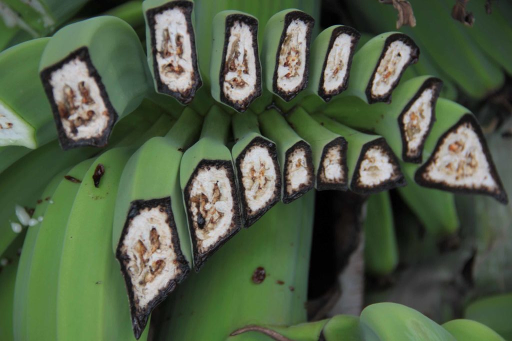 banana0