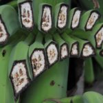ГМ-бананы смогут пережить глобальную эпидемию