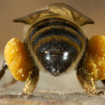 Ученые показали, почему пчелы не роняют нектар по дороге в улей