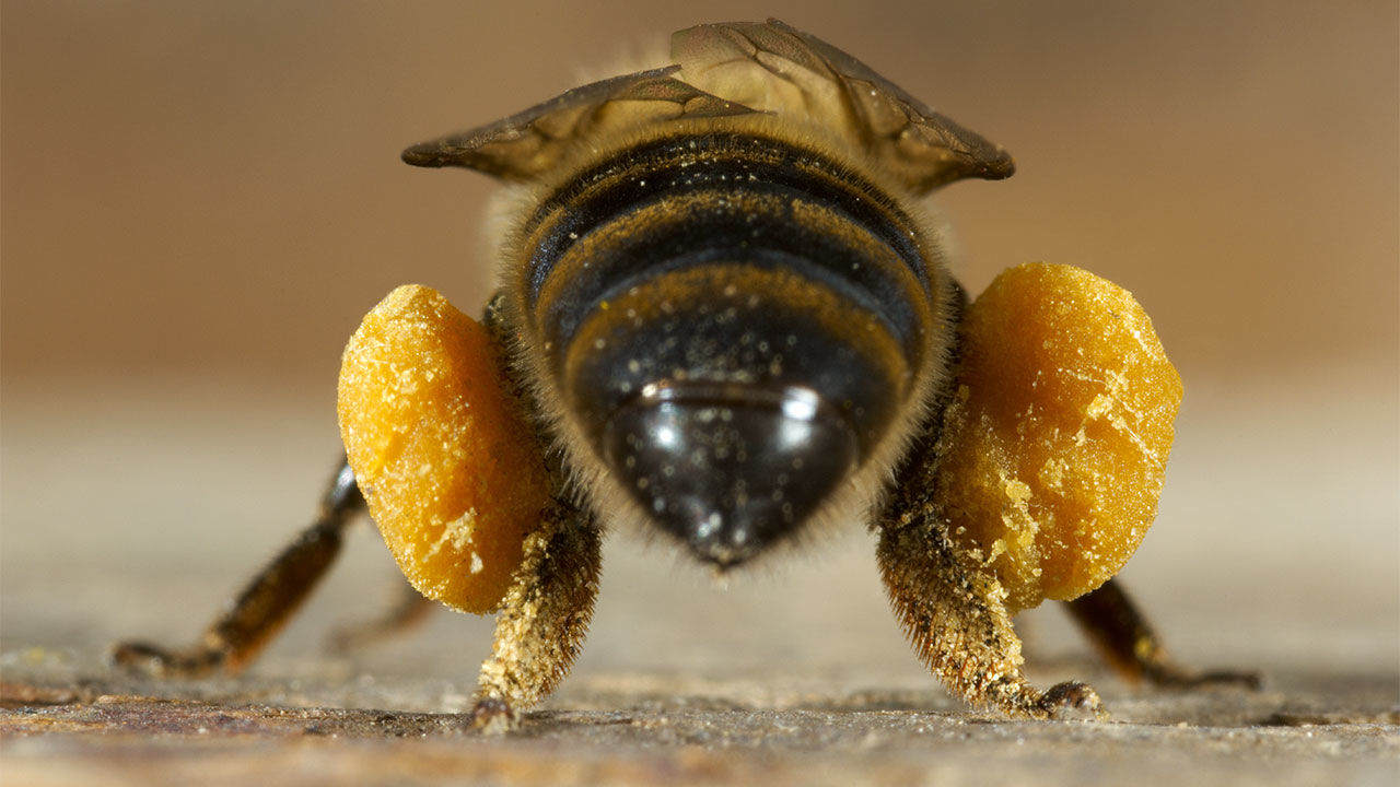 Cuanto tiempo vive una abeja