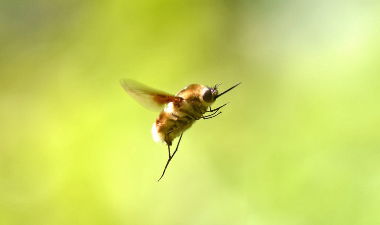 bombyliidae-bee-fly-closer