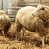 dolly-and-polly-genetic-sheep