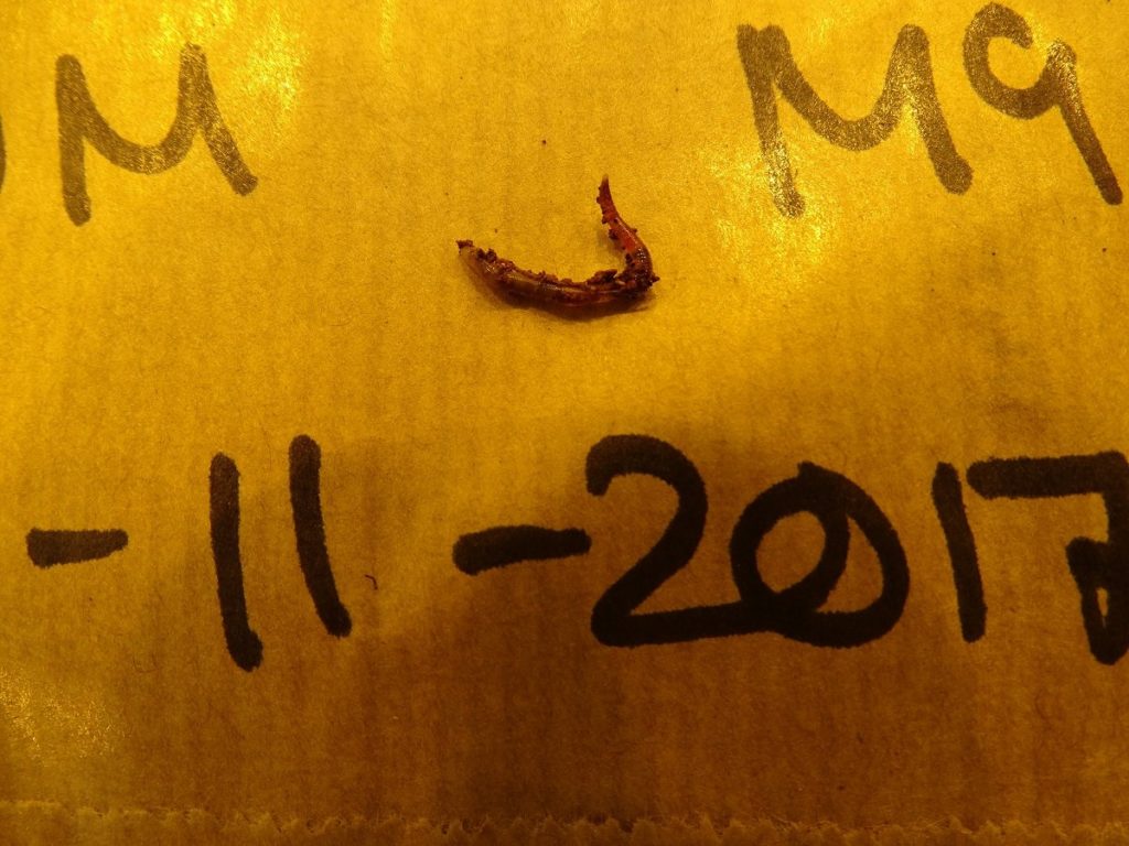 earthwormsca