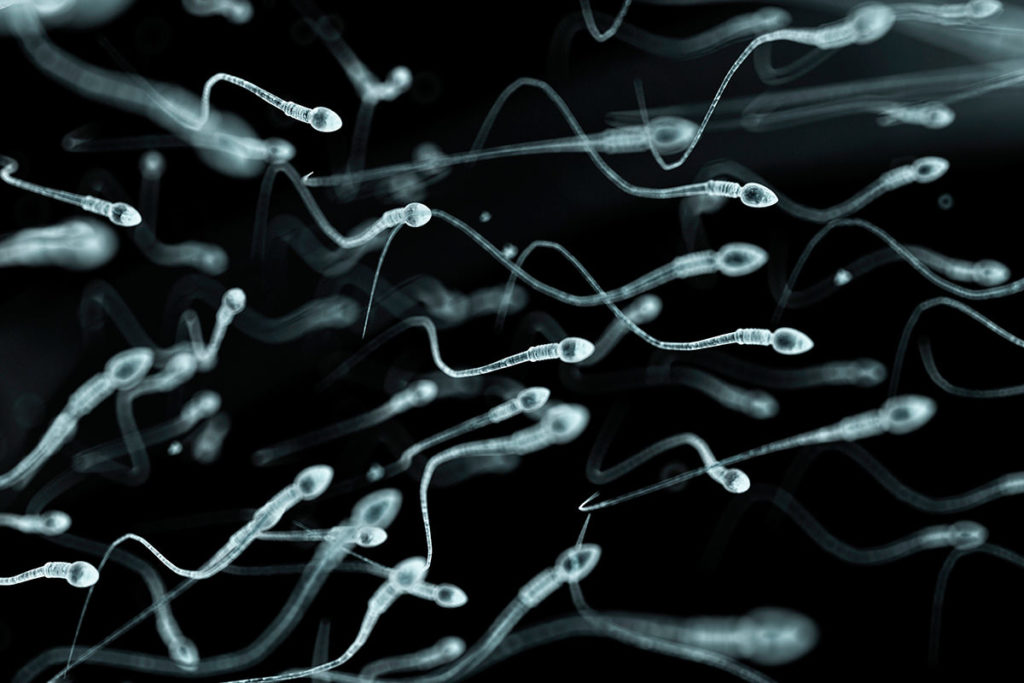 f0077677-human_sperm_artwork-spl