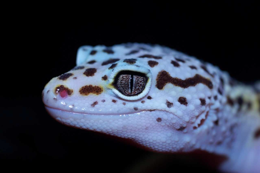gecko0