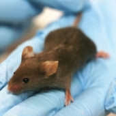lab_mouse_mg_3263