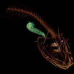 Ученые описали самую глубоководную рыбу в мире