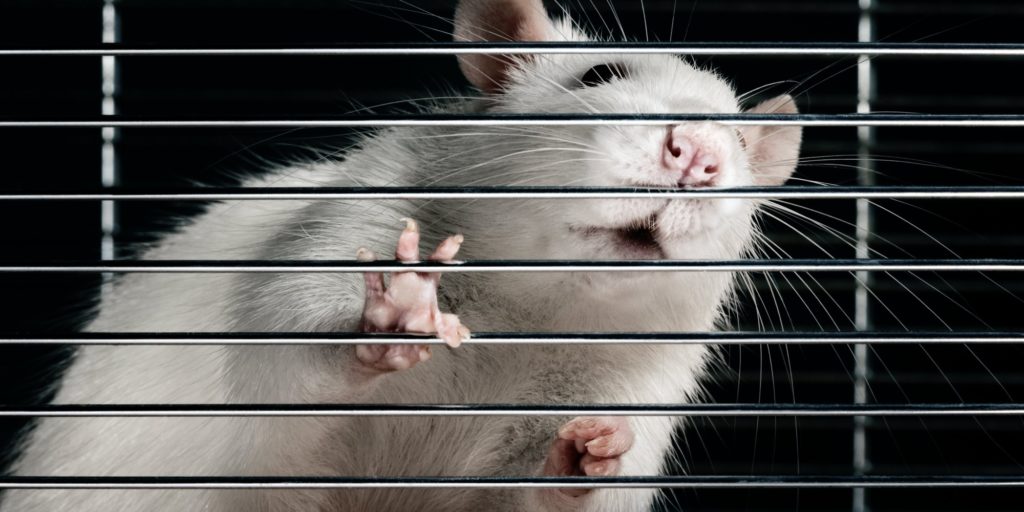 o-lab-rat-facebook