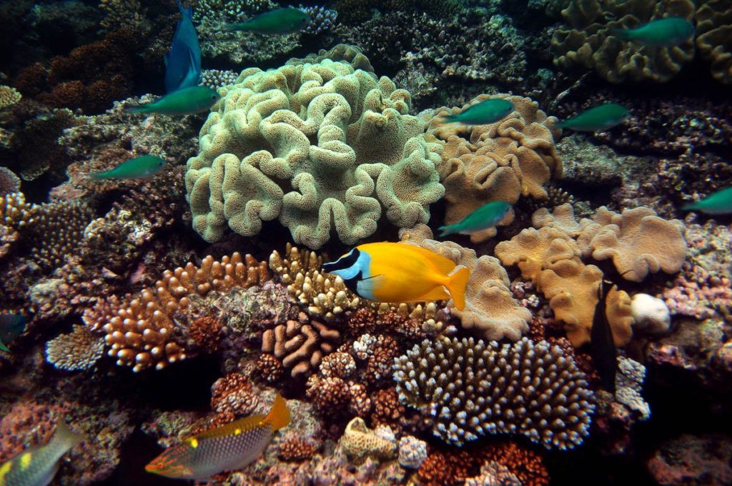 obr-tour-outer-reef-marinelife-08