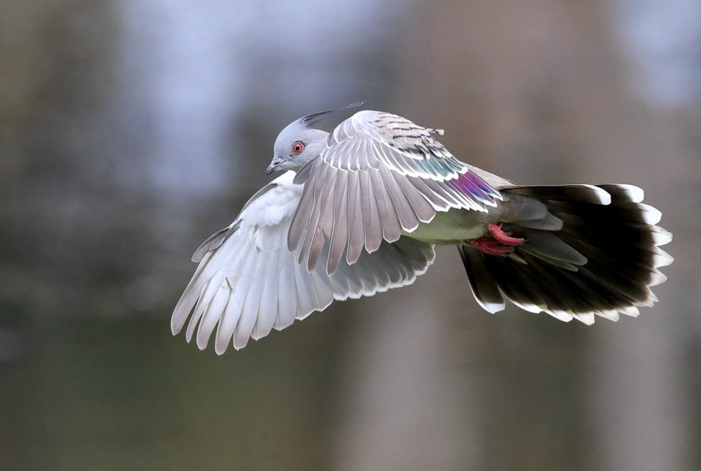 pigeon