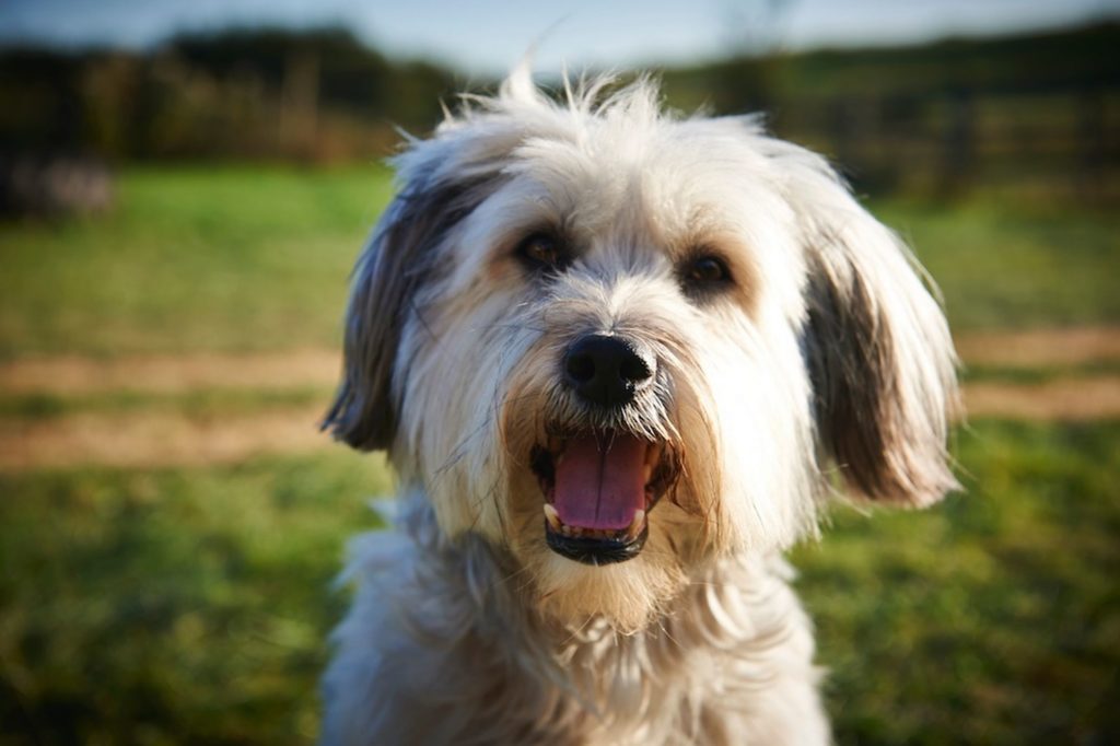 pudsey-the-dog2