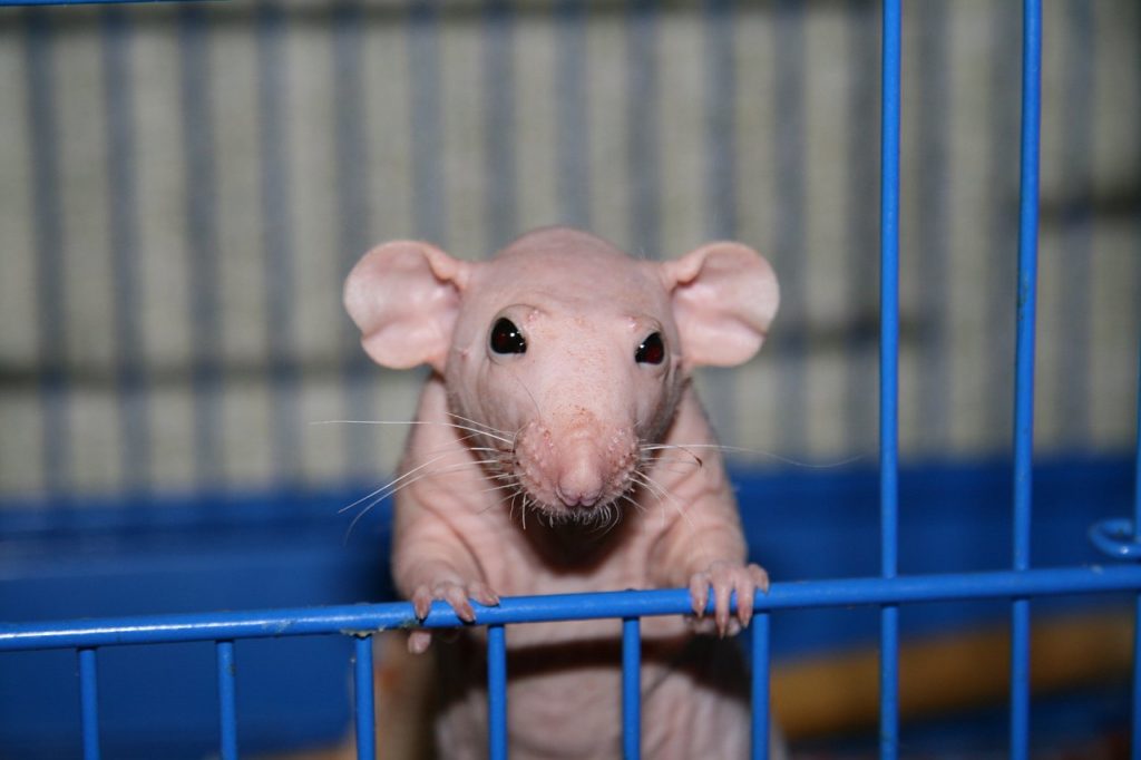 rats13