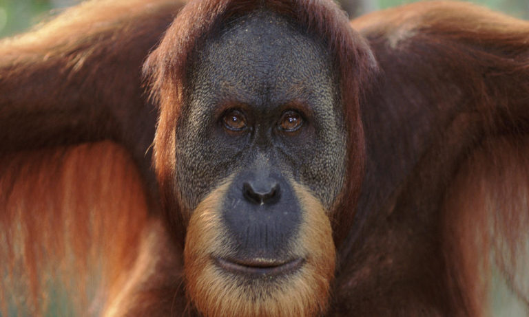 sumatran_orangutan