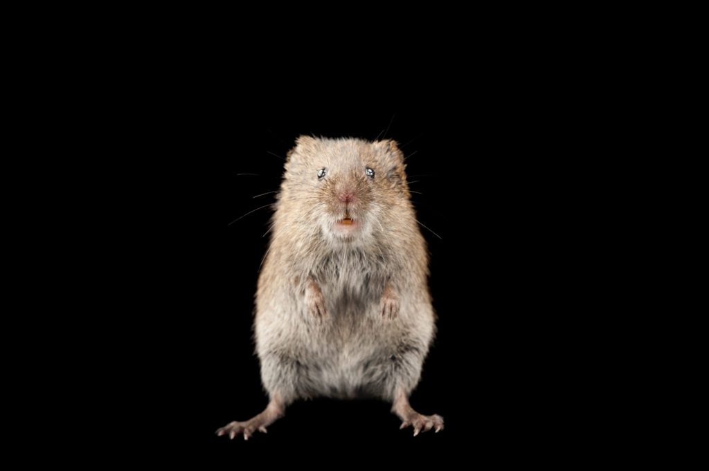 vole