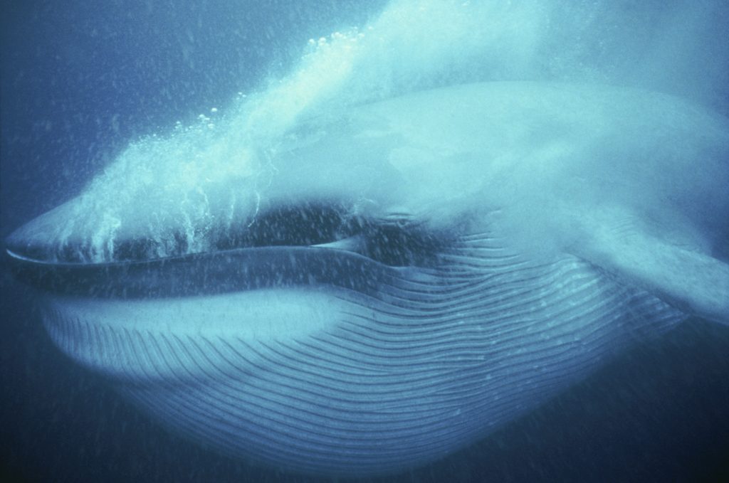 whales0