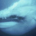 Ученые обнаружили, что киты могут быть «левшами»