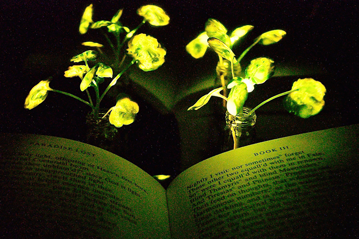 171214-glowing-plants-as-reading-lights-index
