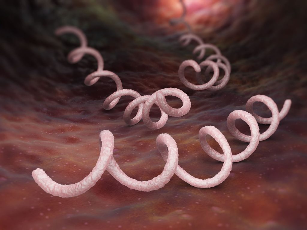 bacteria-da-sifilis-treponema-pallidum-foto-tatiana-shepelevashutterstockcom-000000000001681f