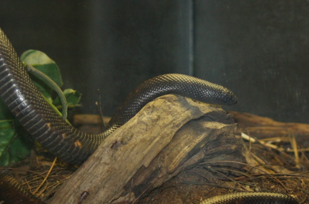 calabar_serpent