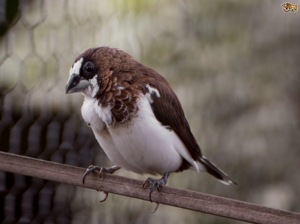 common-illnesses-in-finches-53cec3dcdcdee