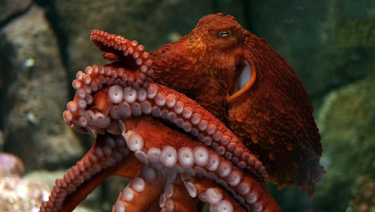 giant-pacific-octopus
