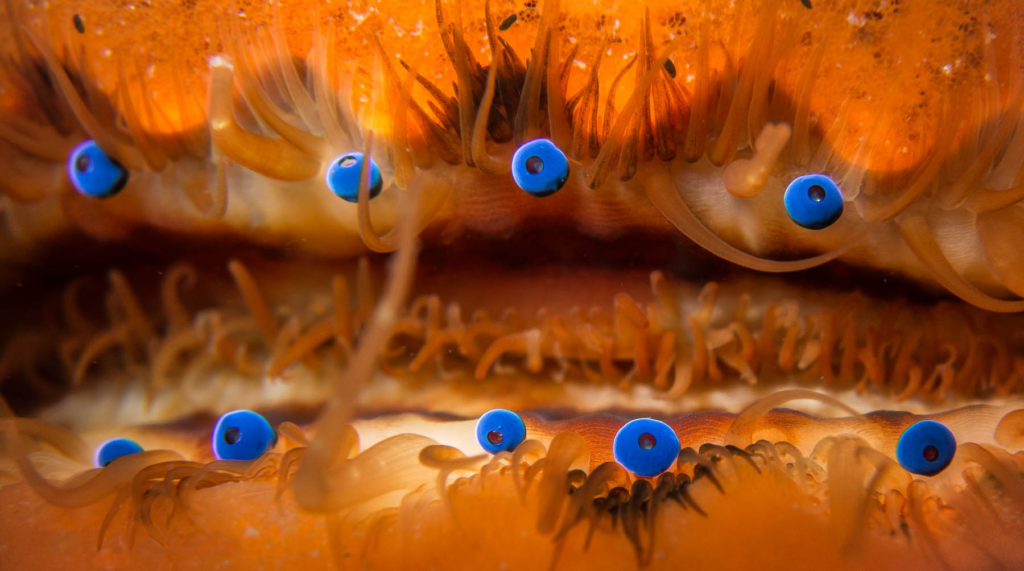 scallop-eyes2-1512059114