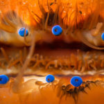 Ученые сфотографировали зеркала в глазах моллюсков