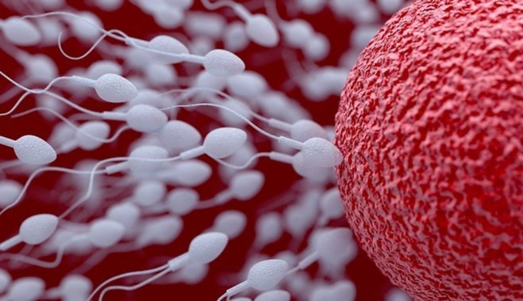 spermatozoidi-olsuna-augliba-apauglosanas-45667796