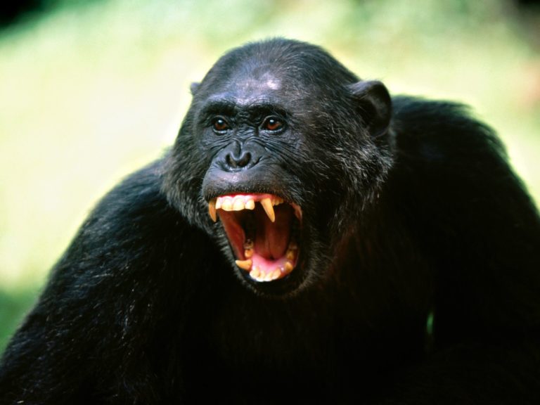 warring-chimpanzees