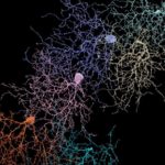 Креативность объяснили сотрудничеством трех нейронных сетей мозга