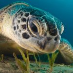 Морские черепахи теряют самцов из-за глобального потепления