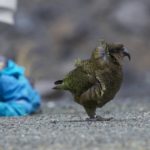 В Новой Зеландии строят спортплощадки для попугаев-хулиганов