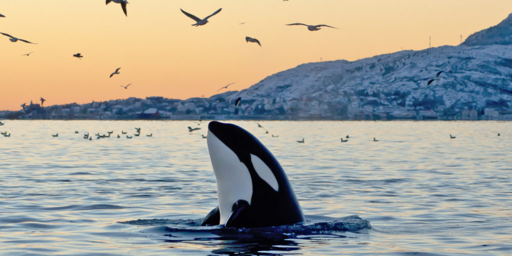 o-orca-facebook