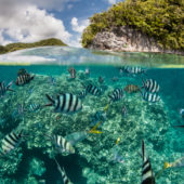 ocean-oxygen-levels-are-declining-and-it-could-be-devastating