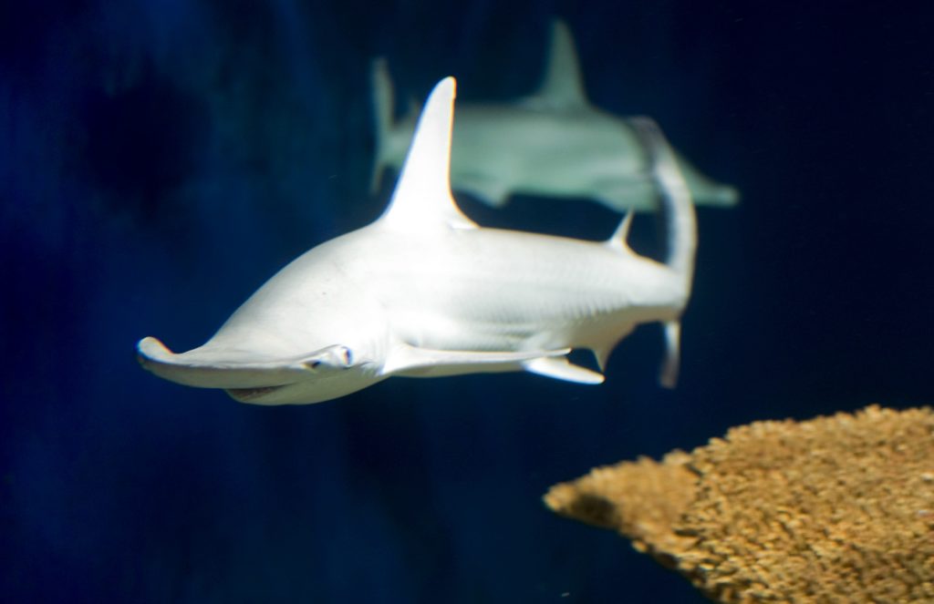 shark0