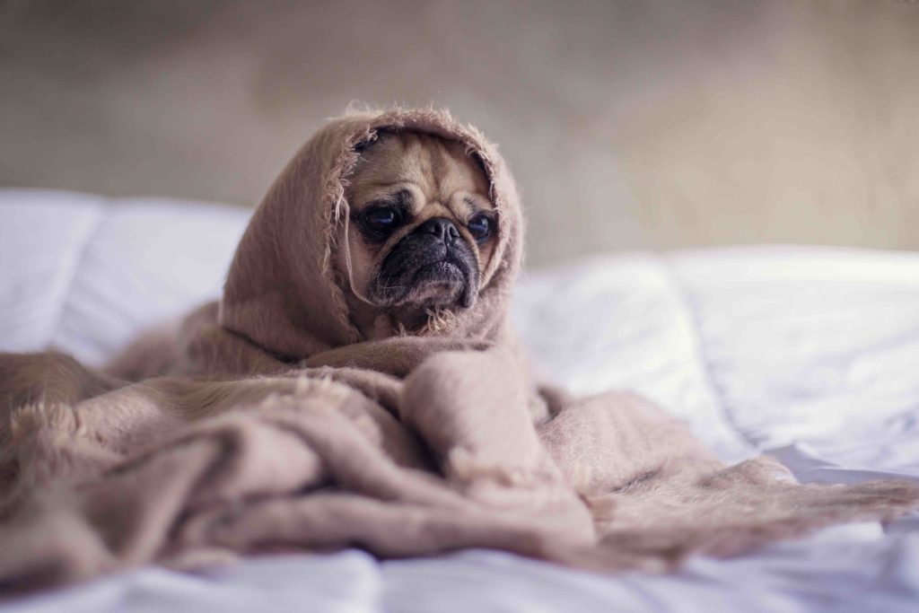 sick-dog-in-bed