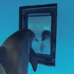 Дельфины узнают себя в зеркале раньше детей, выяснили ученые