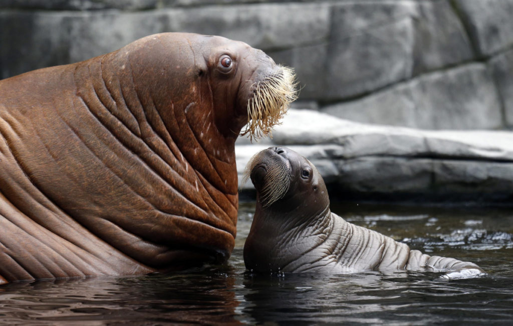 walrus0