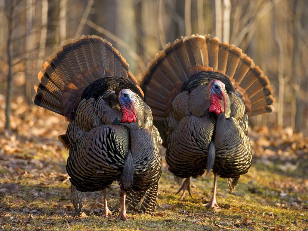 wild-turkeys_read1