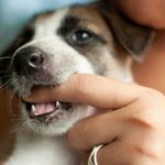 Ученые выяснили, кто чаще становится жертвой собачьих укусов