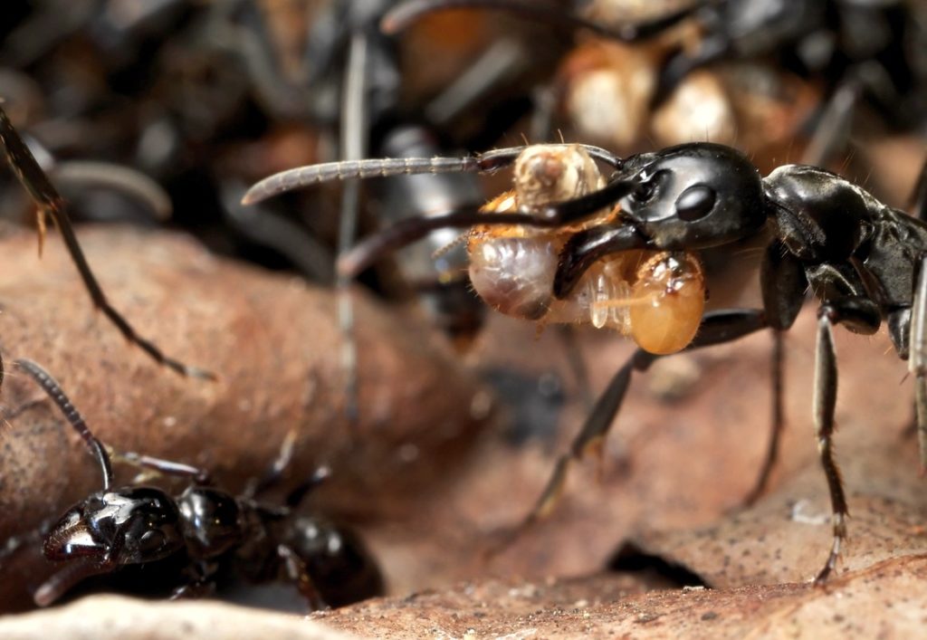 ants0