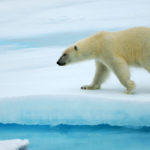 Глобальное потепление может уничтожить белых медведей раньше, чем считалось
