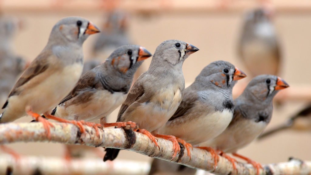 birds0