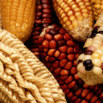 Генетически модифицированную кукурузу назвали полезной для здоровья