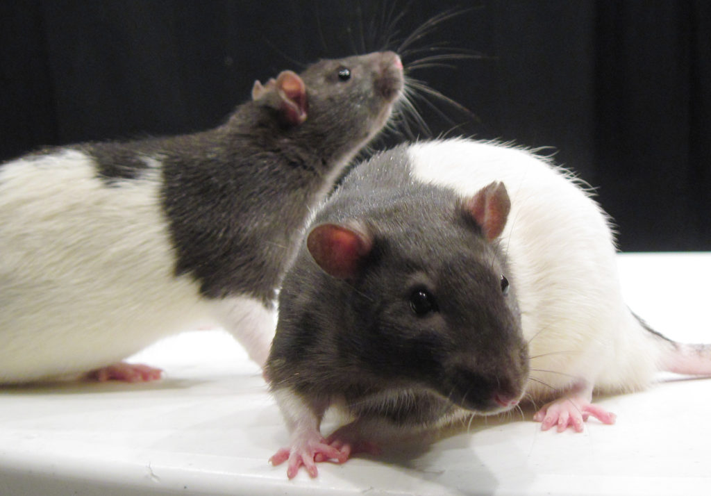 fl_jason_snyder_-_rats