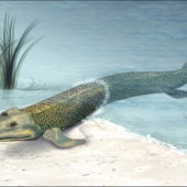fossil_fish1_h